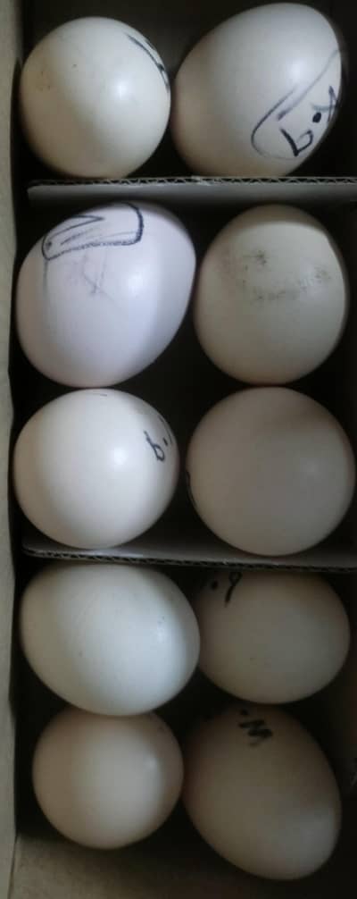 paper white heera pair fertile eggs