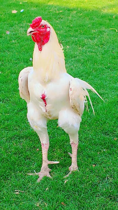 heera aseel murga kaml