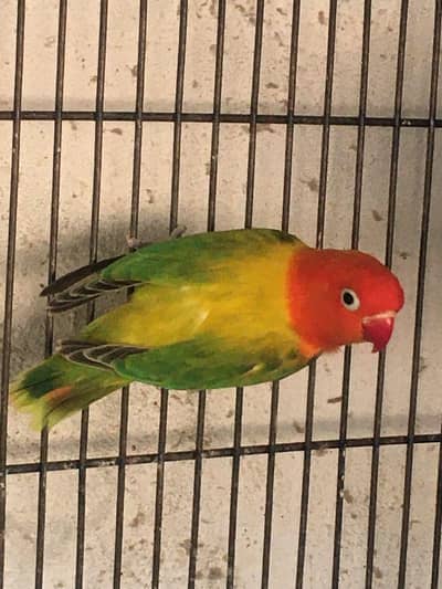 parblue | creamino | green Euwing opaline | Mix colour lovebirds