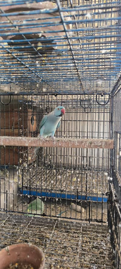 blue ringneck male