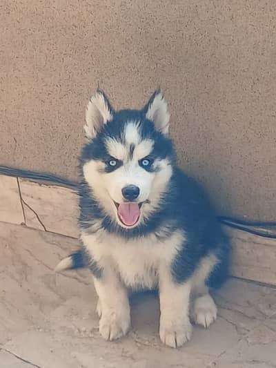 Wolly coated husky female Puppies