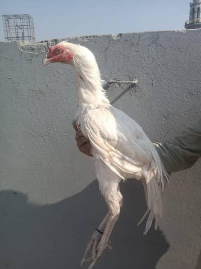 Heera Aseel Blue eye 03044207148