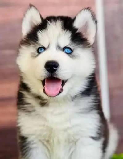 husky puppies 03101565438