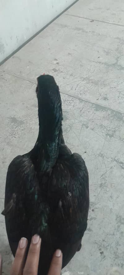 black murge aseel  good quality