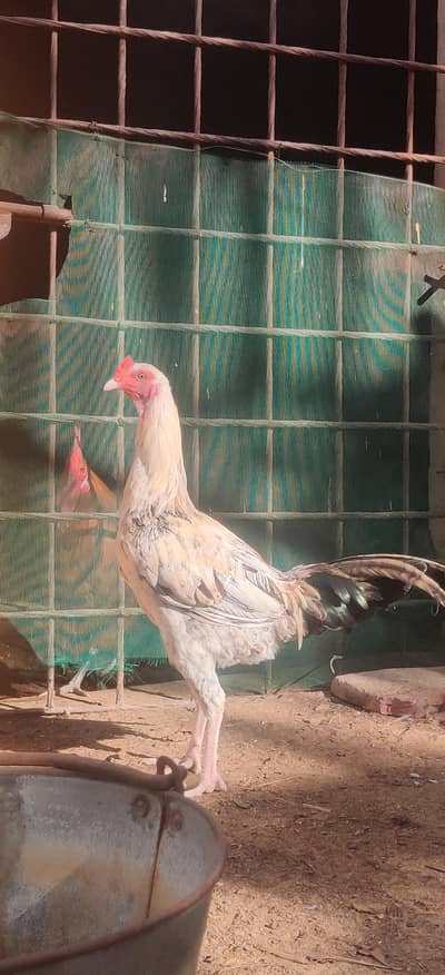 Aseel heera ( cross )  (Male )