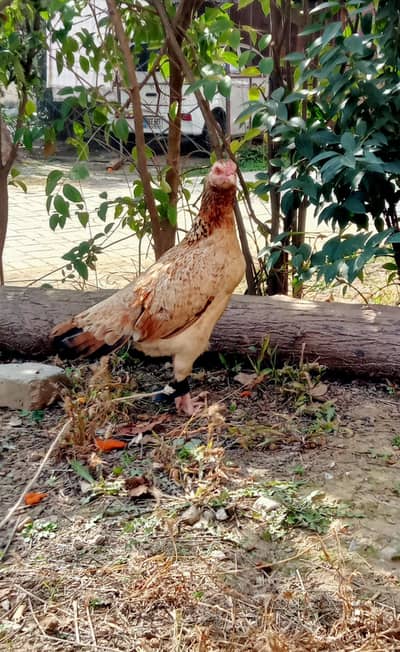 High Quality Aseel Eggs