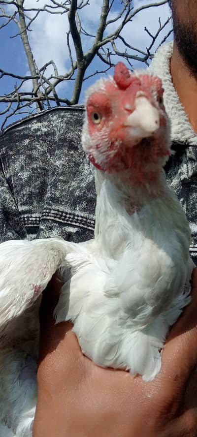 Top Quality Hera Hen