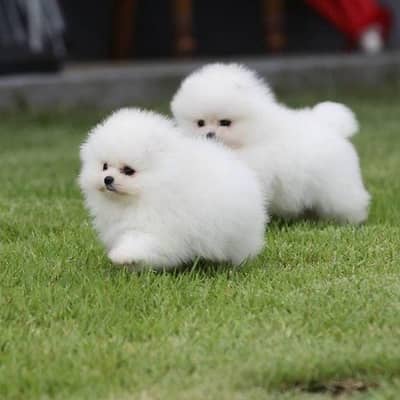 Pomeranian puppies 03101565438