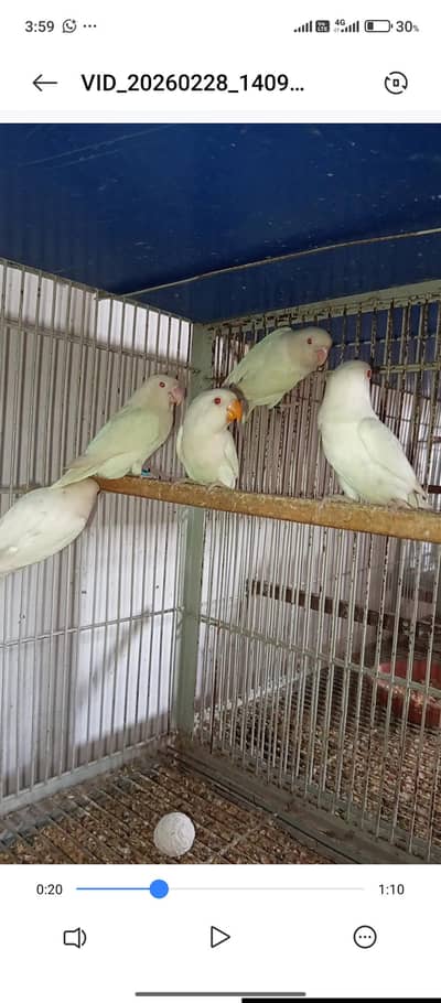 love birds Pathe albino red eye pf blue 2