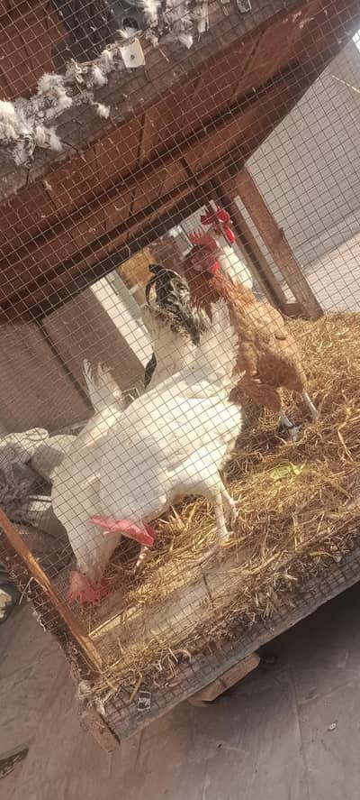 5 Egg laying Hens for sale with 1 Male (Desi  Mishri)