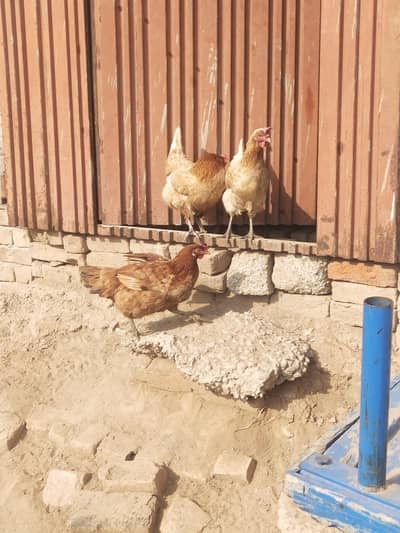 dasi murgiyan hen aik murga Hy sub anday wali hen