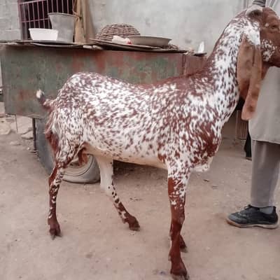 Pure Makhi Cheeni Female with two kids