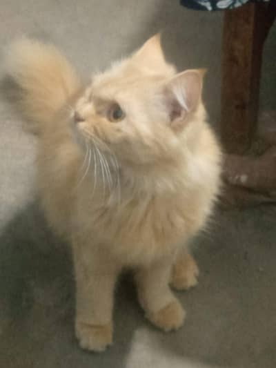 Persian pair cat  cute