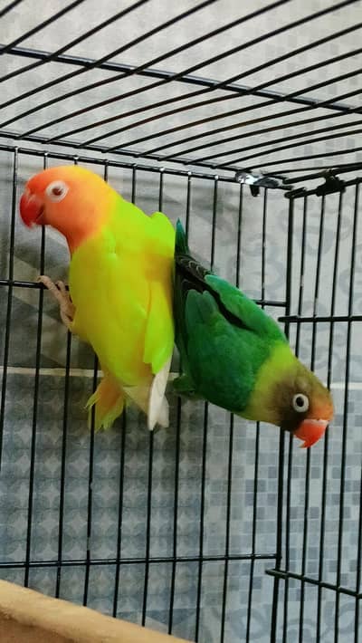 Lovebirds breeder pair