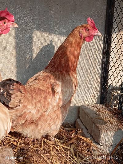 2 murghiyan available