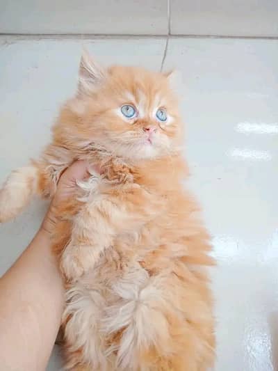 Peki Face Persian Kitten Available – Healthy & Playful
