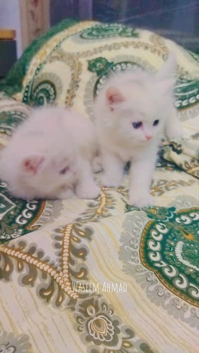 parsian cats baby white colour
