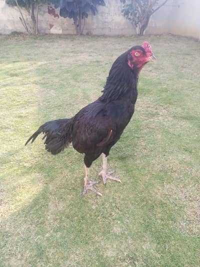 aseel murga for sale