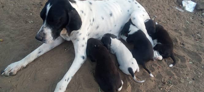 pointer 04 piece for sale