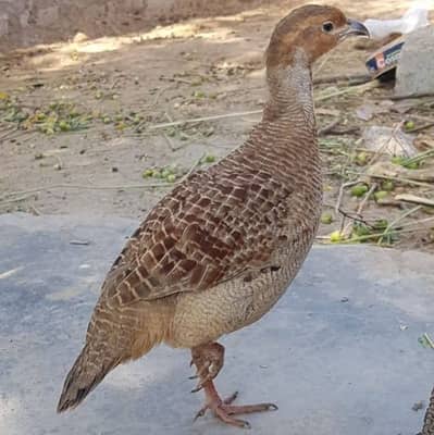 Dakhni Male ha female