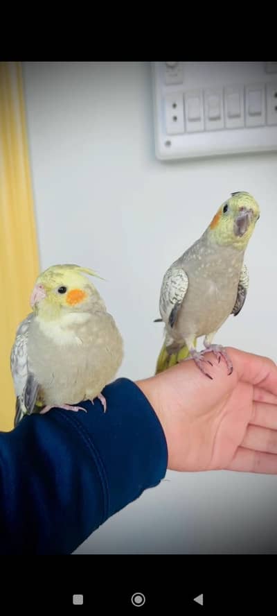 pearl paid cocktail pair