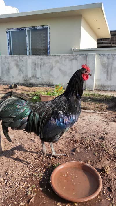 Black Astrolop Rooster - Breeder - For Sale - 6 Months OId