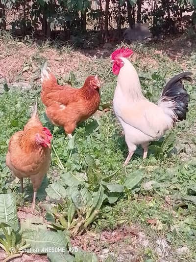 2 Murghian 1 Murgha fr sale