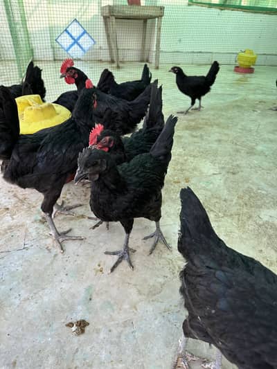 Male black austrolorp chicks