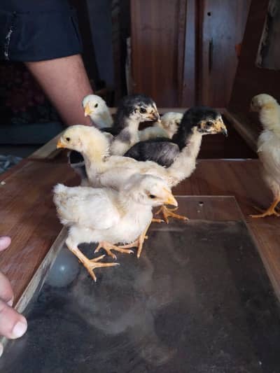 Baby chicks for sell