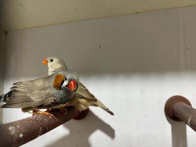 Fawn exhibition size finch breeder pair