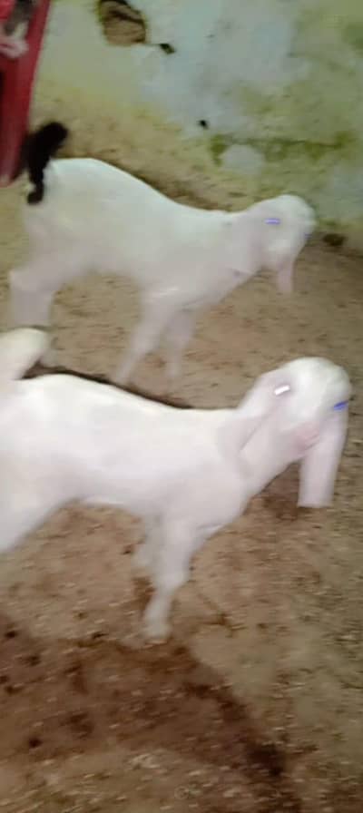 2 kids 1 male 1 female