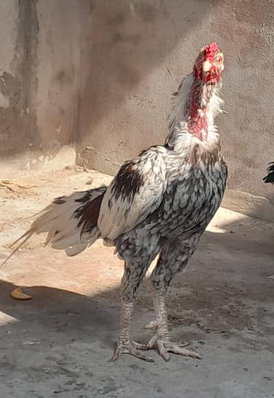 Quality Aseel Male 03023737562