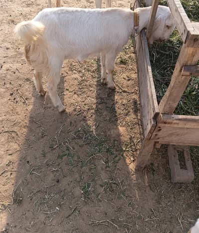 White bakri phat for sale