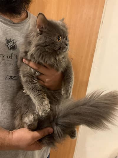 Persian male cat