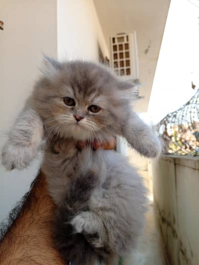 Persian kittens
