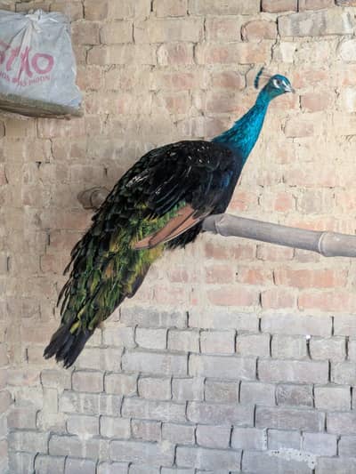 black shoulder peacock