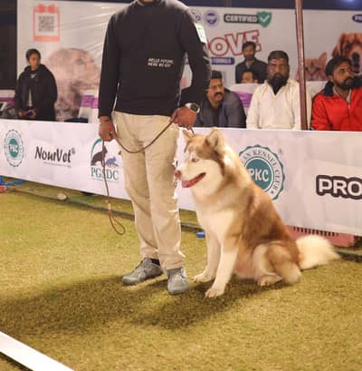 WhatsApp 03355550785  for sale new puppy