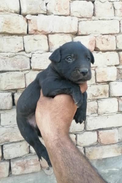 gsd black stock cot male 0/3/0/4/6/9/6/0/0/7/2/