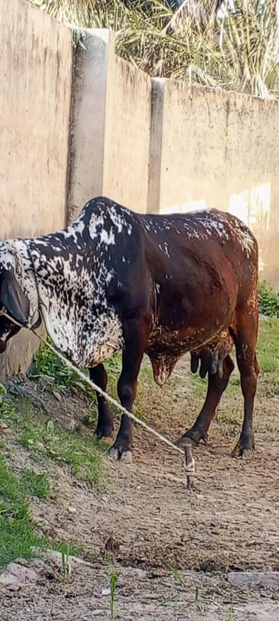 پیور چولستانی گاے اسیل دودھ 18   کلو سونے میں ابھی 15 دن ھے