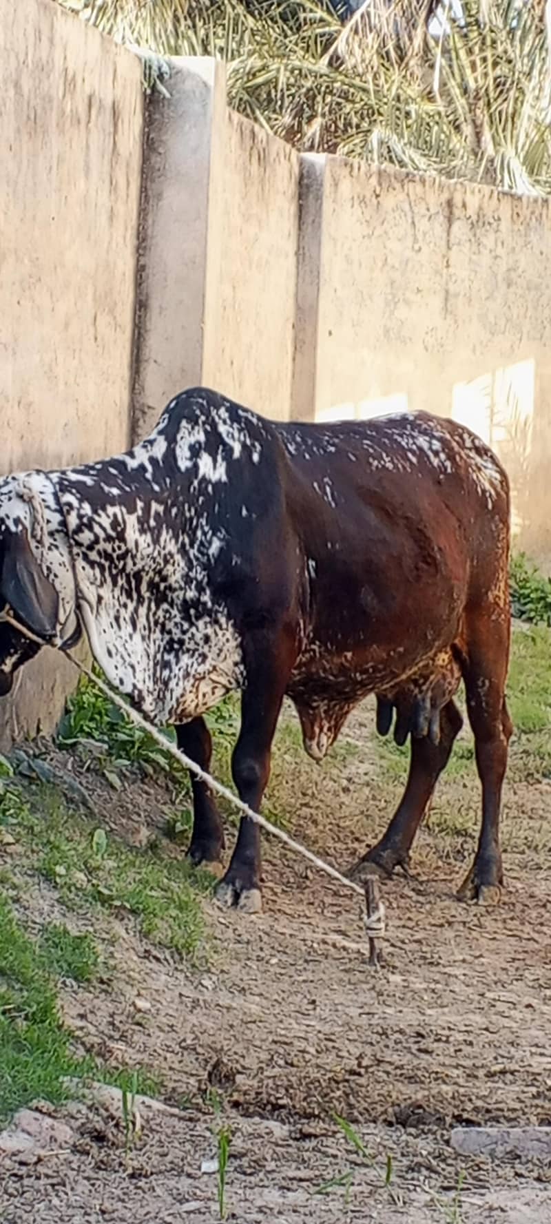 پیور چولستانی گاے اسیل دودھ 18   کلو سونے میں ابھی 15 دن ھے 0