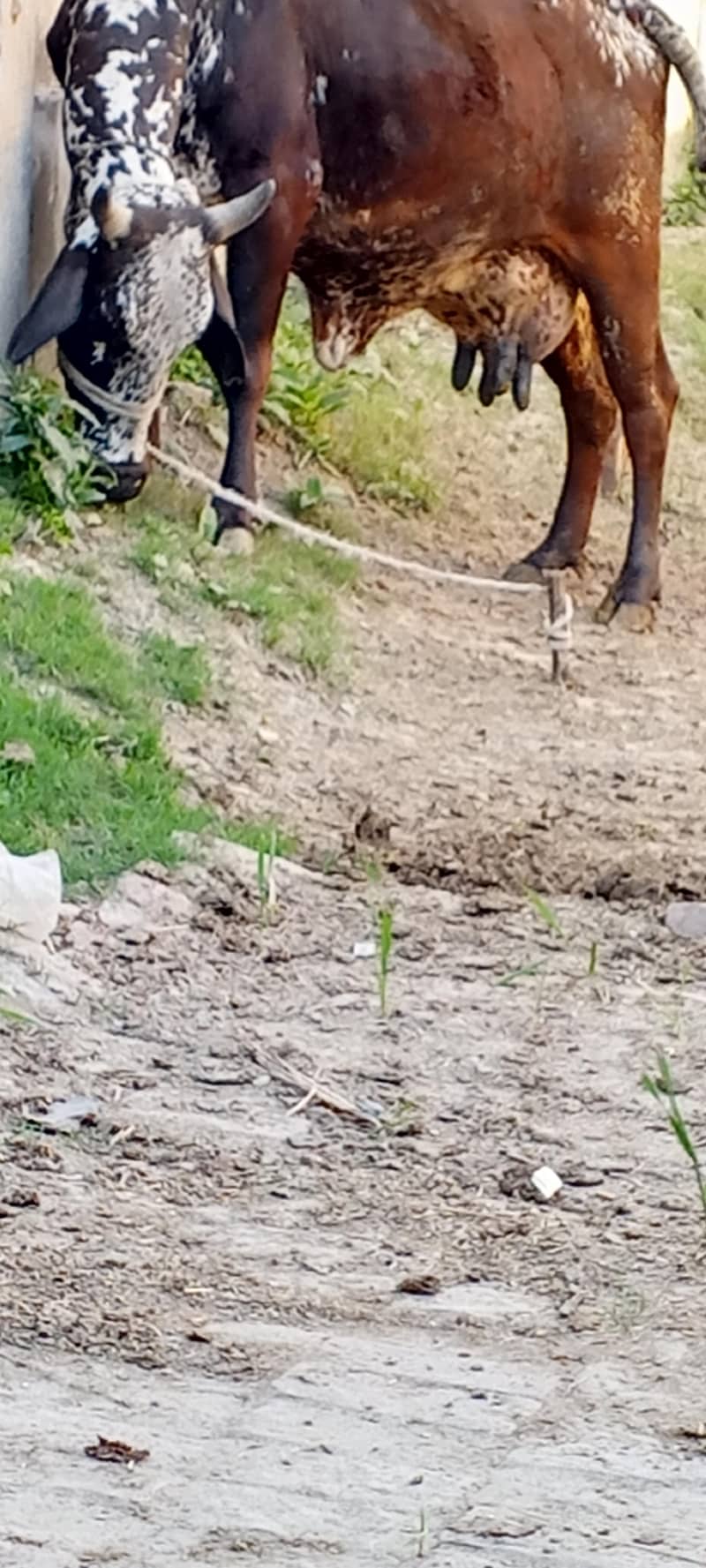 پیور چولستانی گاے اسیل دودھ 18   کلو سونے میں ابھی 15 دن ھے 1