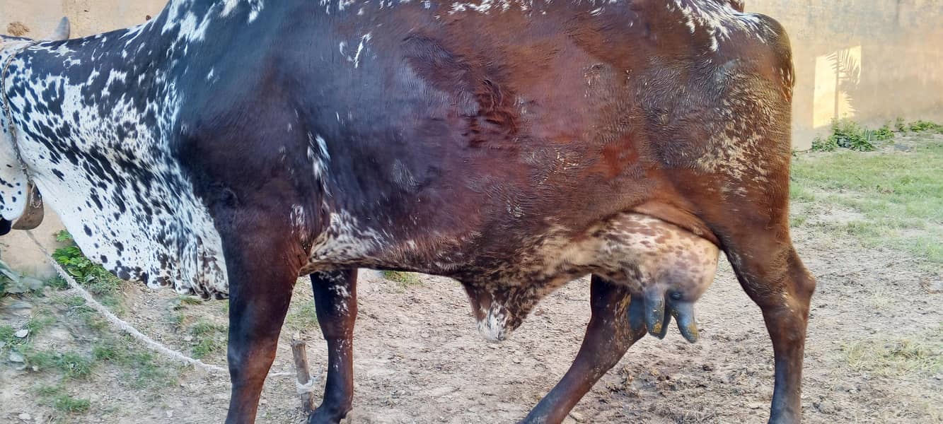پیور چولستانی گاے اسیل دودھ 18   کلو سونے میں ابھی 15 دن ھے 2