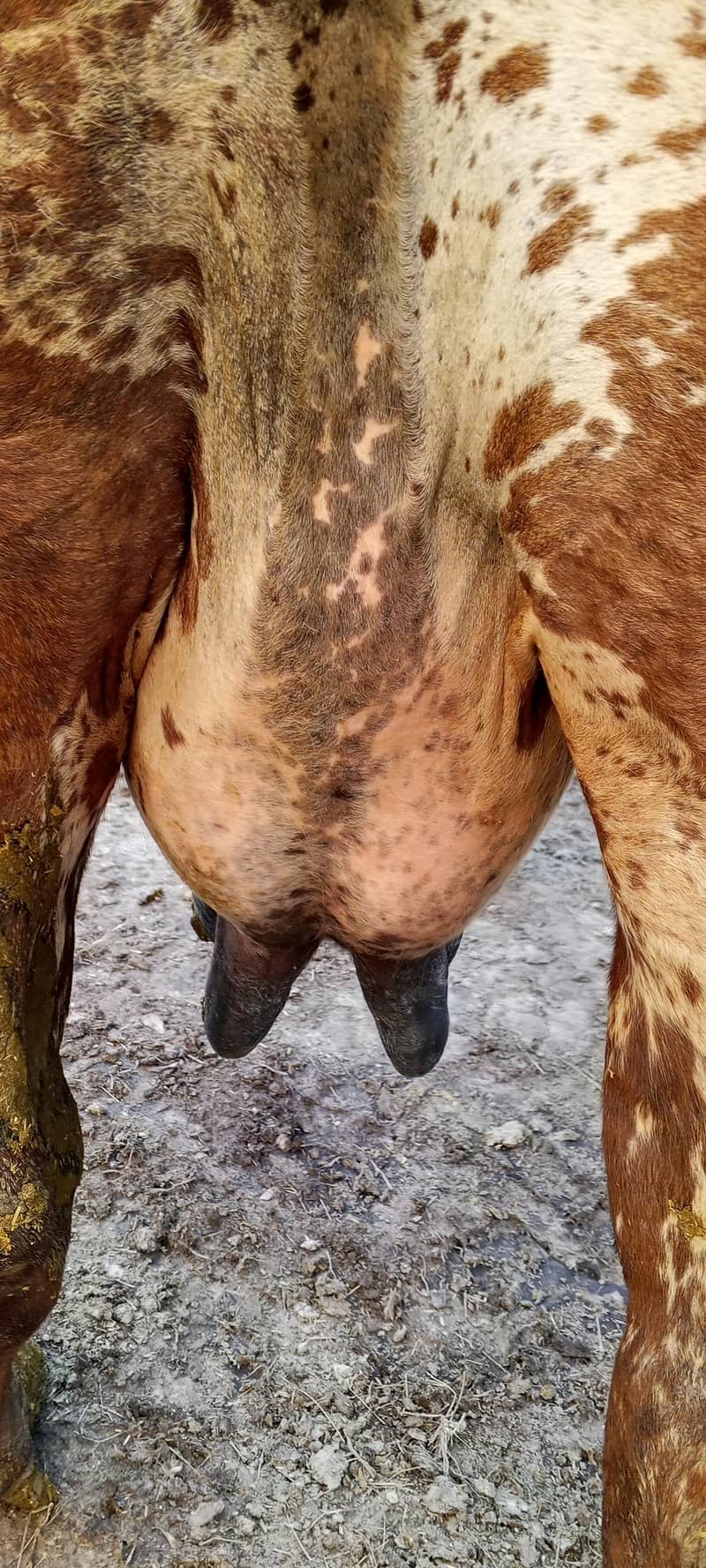 پیور چولستانی گاے اسیل دودھ 18   کلو سونے میں ابھی 15 دن ھے 3