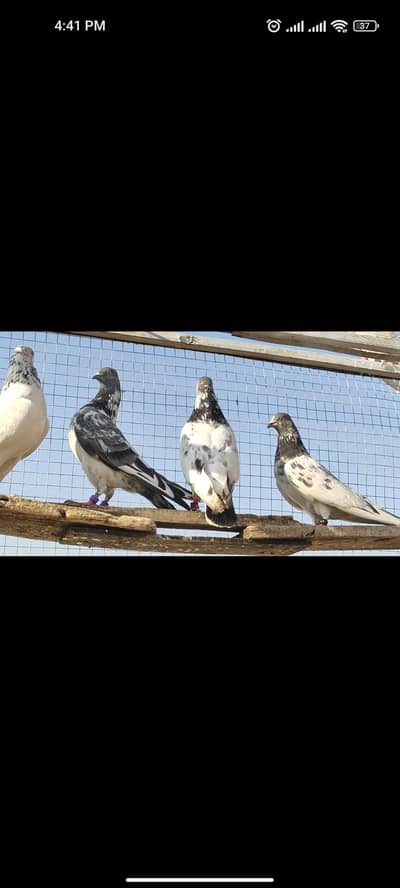 breeder kabutar for sale