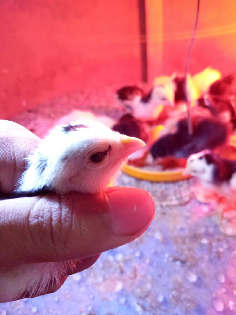 aseel chicks 2