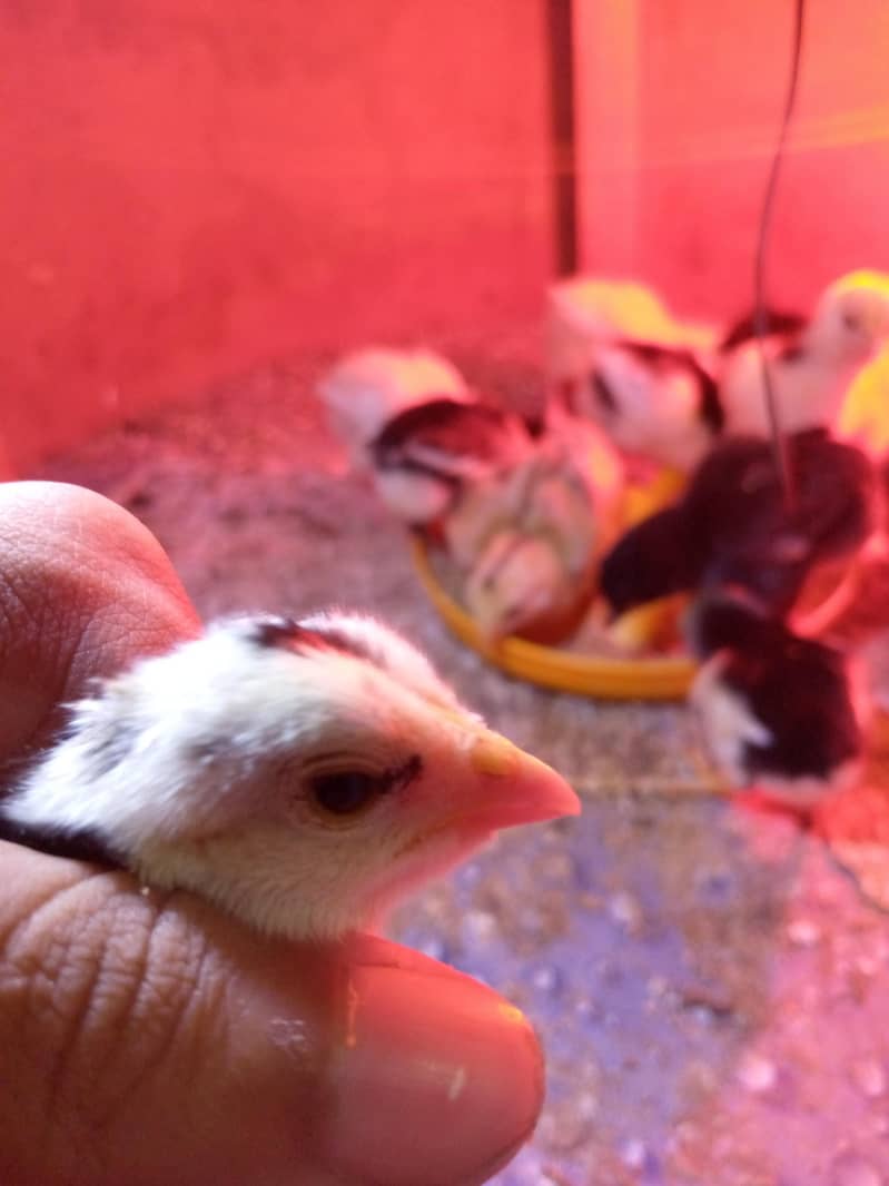 aseel chicks 3