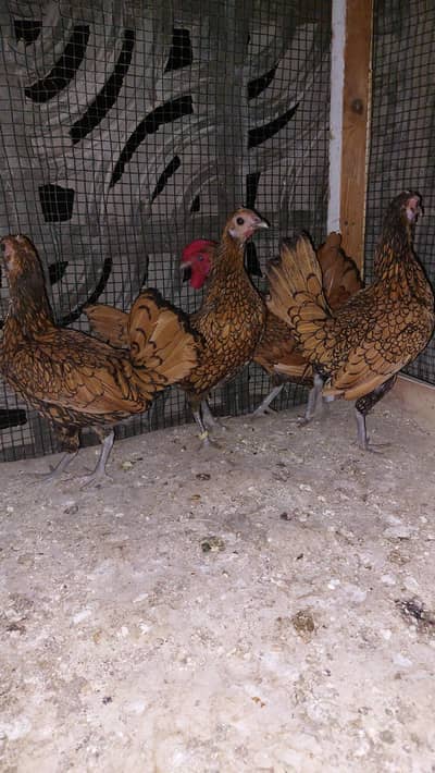 Golden sebright 3 female 1 male