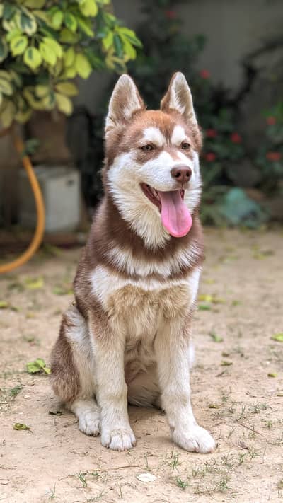 Siberian husky copper female