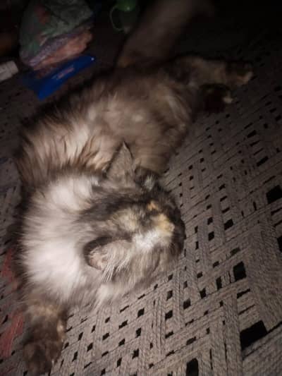 Imported Persian Black haired cat for sale