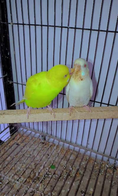 Breeder Pair 100000000% with 3 chicks